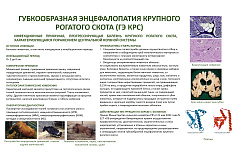 Губкообразная энцефалопатия крупного рогатого скота (ГЭ КРС)